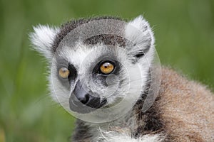 Lemur catta