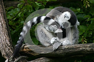 Lemur catta