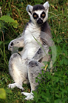 Lemur catta