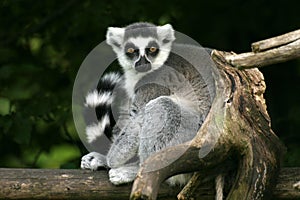 Lemur catta