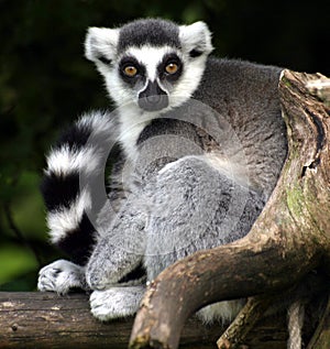 Lemur catta