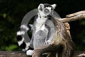 Lemur catta