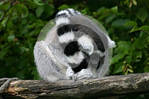 Lemur catta