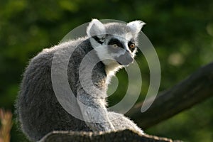 Lemur catta