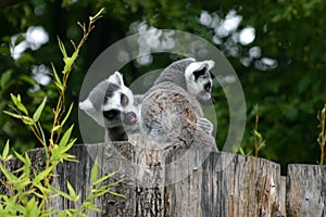 Lemur catta