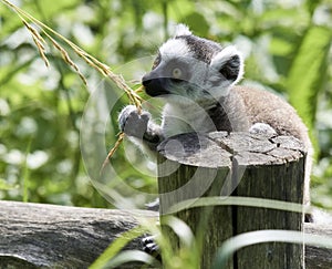 Lemur catta baby on the mother`s back/Lemur catta baby and mother/Lemur Catta