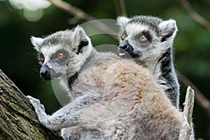 Lemur Catta Couple one with Lick Tongue