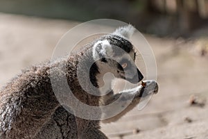 Lemur catta eat alone in a park