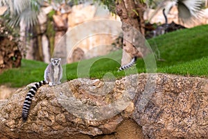 Lemur catta Lemuridae looking at camera while resting on a rock in a zoo