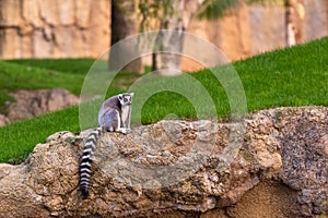 Lemur catta Lemuridae looking at camera while resting on a rock in a zoo