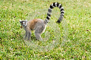 Lemur catta of Madagascar