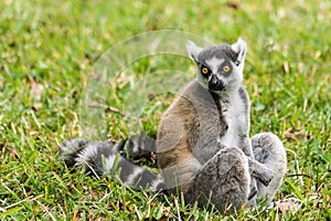 Lemur catta of Madagascar