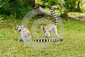 Lemur catta of Madagascar