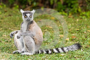 Lemur catta of Madagascar