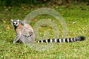 Lemur catta of Madagascar photo