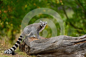 Lemur catta of Madagascar, A ring tailed lemur sitting on the old wood