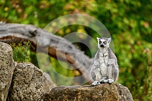 Lemur catta of Madagascar, A ring tailed lemur sitting on the rock