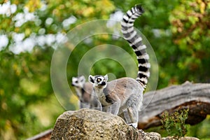 Lemur catta of Madagascar, A ring tailed lemur sitting on the rock