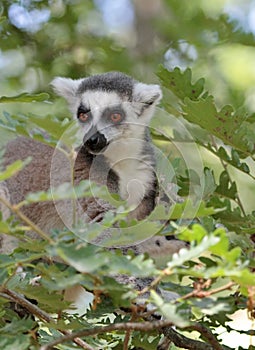 Lemur catta (maki) of Madagascar