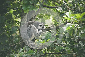Lemur catta monkey sleeping