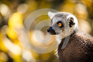 Lemur catta portrait in the zoopark