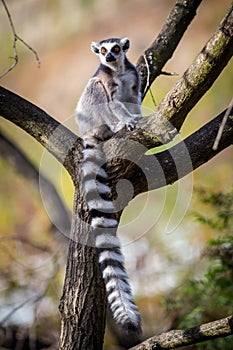 Lemur catta portrait in the zoopark