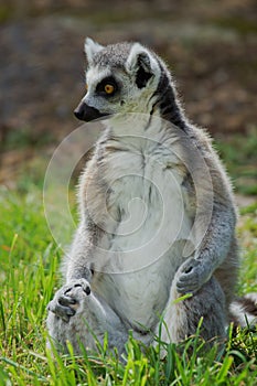 Lemur catta / Ring Tailed Lemur