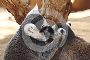 Lemur catta or Ring-tailed lemurs