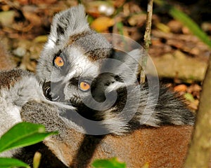 Lemur closeup sunning herself