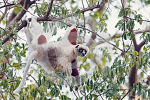 Lemur Coquerel`s sifaka madagascar wildlife