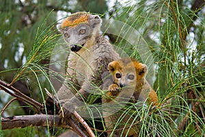 Lemur Coronatus of Madagascar