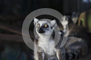 A lemur is in a daze