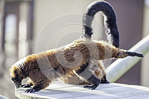 Lemur doing the three-legged downward facing dog yoga pose