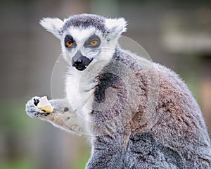 Lemur eating