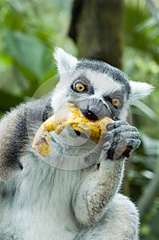 Lemur eating banana
