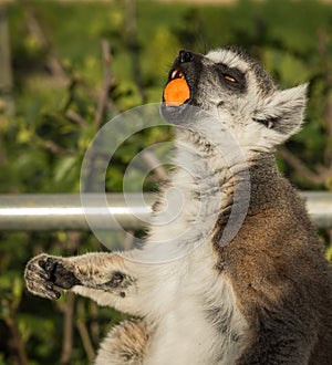 Lemur eating carrot, Athens, Greece