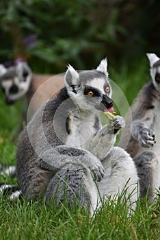 Lemur eating outdoors