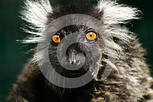 Lemur Einstein