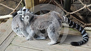 Lemur family. Ring-tailed lemurs sitting in zoo, looking around and licking themself. Funny Madagascar animals. Wildlife