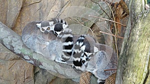 Lemur family. Ring-tailed lemurs sitting in zoo, looking around and licking themself. Funny Madagascar animals. Wildlife