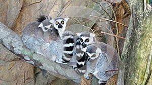 Lemur family. Ring-tailed lemurs sitting in zoo, looking around and licking themself. Funny Madagascar animals. Wildlife