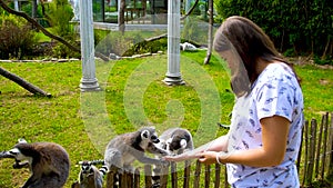 Lemur is Feeding, yellow eyes,Keeping feed by Hand, zoo, summer day, outdoors, holidays in Disneyland