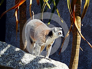 Lemur fixated on something