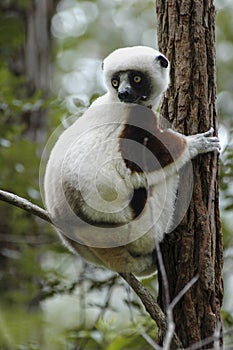 Lemur in the foreground. Madagascar forest