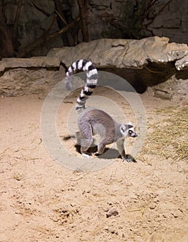 Lemur funny animal mammal Madagascar