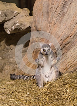 Lemur funny animal mammal Madagascar