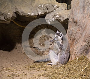 Lemur funny animal mammal Madagascar