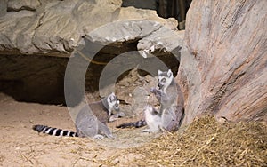 Lemur funny animal mammal Madagascar