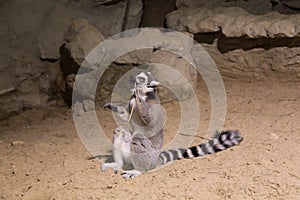 Lemur funny animal mammal Madagascar