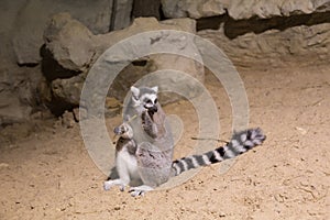 Lemur funny animal mammal Madagascar